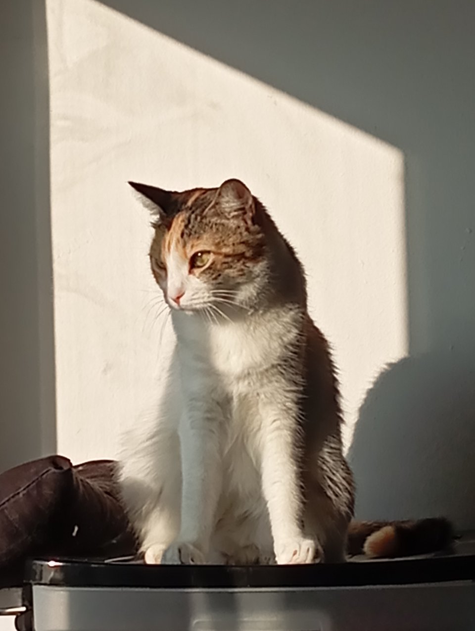Una gata atigrada mirando hacia la calle, subida en unas cajas. El sol le da de pleno.