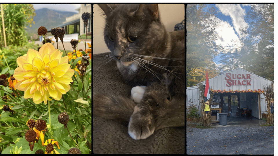 three photos in a grid. L-R: close view of a yellow dahlia; a gray dilute tortie cat holding her tail down with a paw; an ice cream shop called the Sugar Shack.