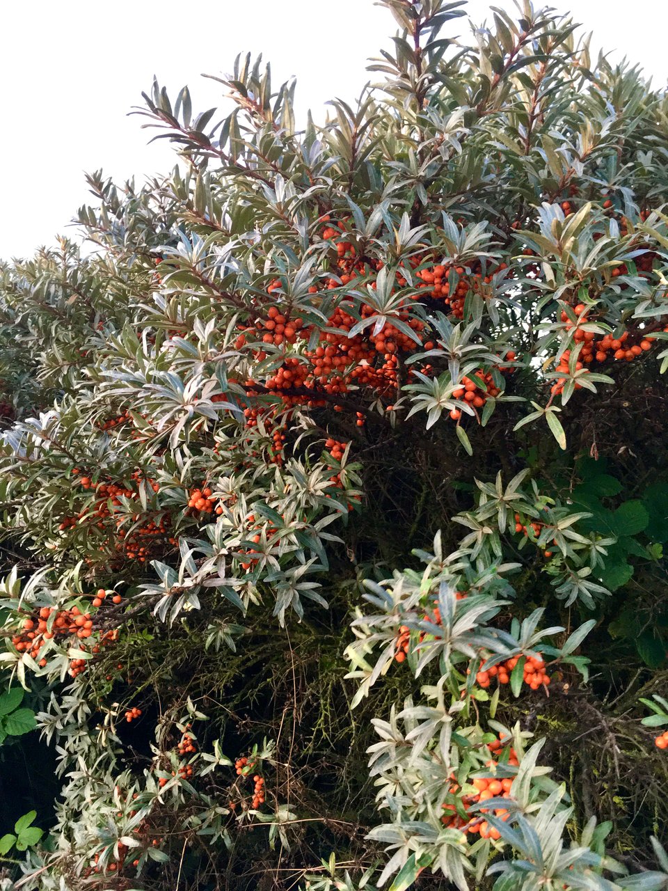 This sea buckthorn has silvery grey narrow leaves densely packed along its thorny branches. There are clusters of vivid orange berries dotted throughout the bush.