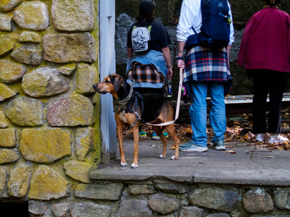Nellie the dog, looking curiously to her right as her owners explore an abandoned building.