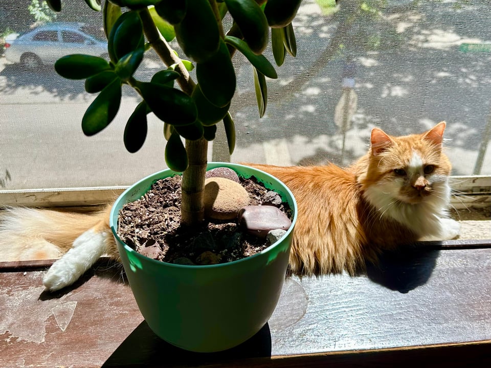 a fluffy orange and white cat sunbathing in a windowsill