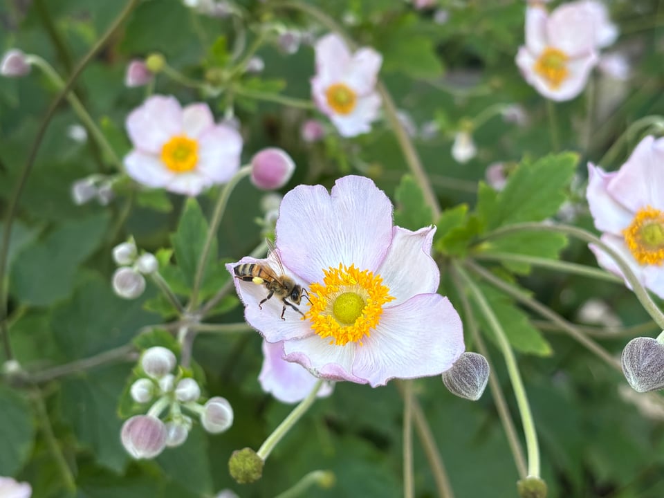 a hardworking bee atop a light purple Hubei anemone