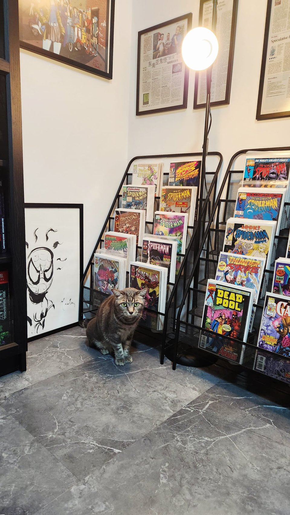 A grey cat, Luca, sits in front of two racks of single-issue comics. Next to the left rack is an original piece of Spider-Man art by David Mack. Above that piece is a print of Chynna Clugston-Flores's BLUE MONDAY and SCOOTER GIRL characters. Above the racks are three newspaper articles framed up and hung on the wall. In between the racks is a reading lamp.