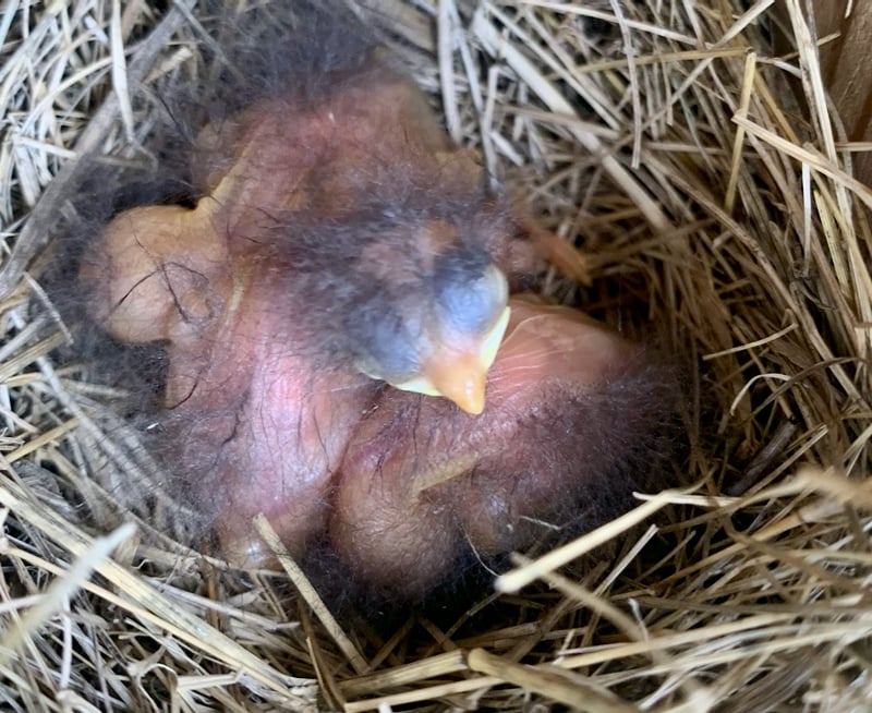 … this. Cute, eh? (Give them time!) Thanks to all the volunteers who monitor our park’s many bluebird boxes! (A note: These photos are rare ones taken by trained volunteers. Please don’t disturb the birds or nests when you pass by.) / Photo by Wally Siewert