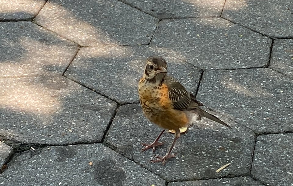 a fledgling robin with a freckled chest stands on some stones