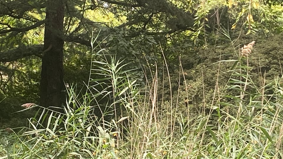 a photo of foliage with a tiny hummingbird perched on a reed. can you find her?