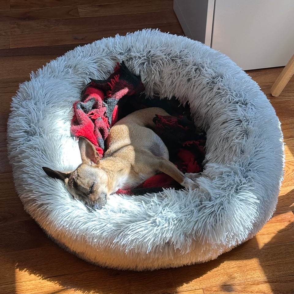 brown and white chihuahua sleeping in a sunbeam