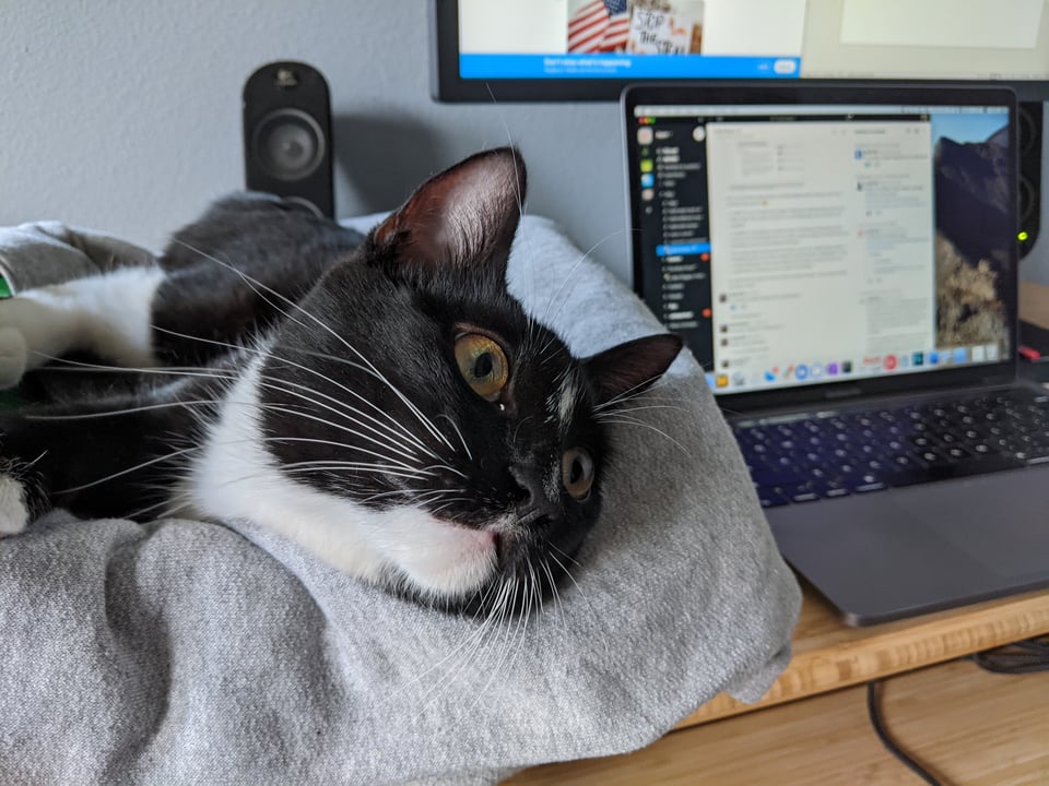 Mira, a tuxedo cat, lays on a blanket next to my computer keyboard. She's waiting for a chance to press the keys.