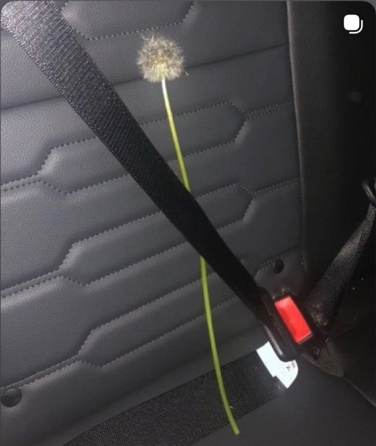Photo of a dandelion leaning up against the seat of a car, safely seatbelted.