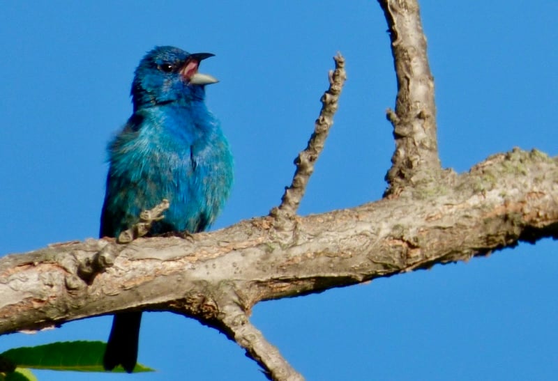 A male Indigo Bunting sings his distinctive song, probably trying to attract a mate. You can see this insect-eating bird along many woodland-edge park paths. / Photo by Bruce Ause