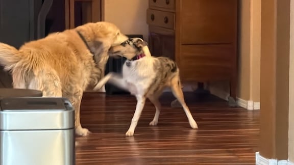 An older golden retriever with Opal the smooth collie, greeting each other in play in a living room.