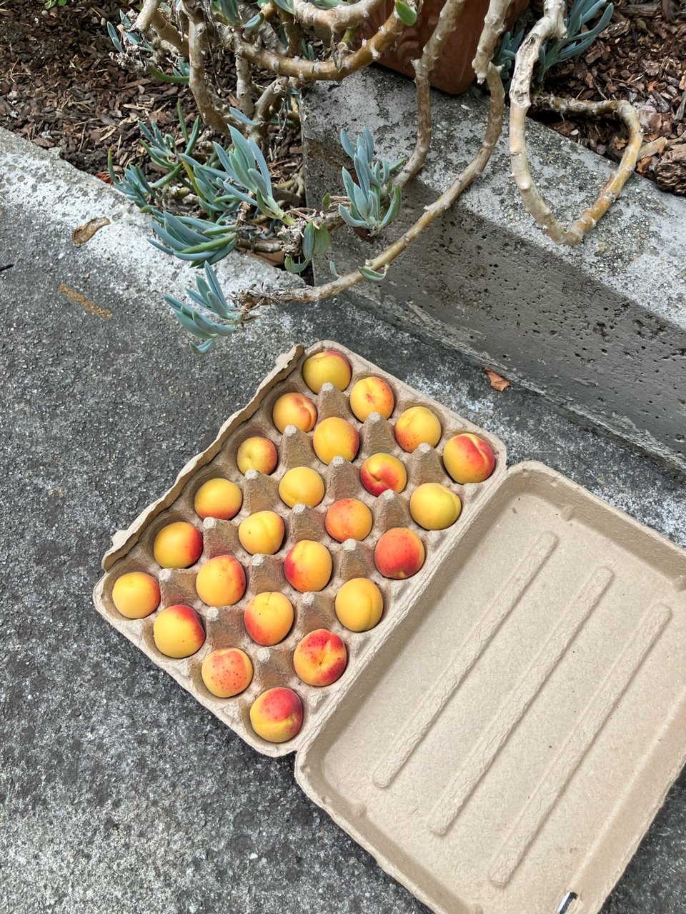 A cardboard egg carton tray filled with orange and gold apricots.