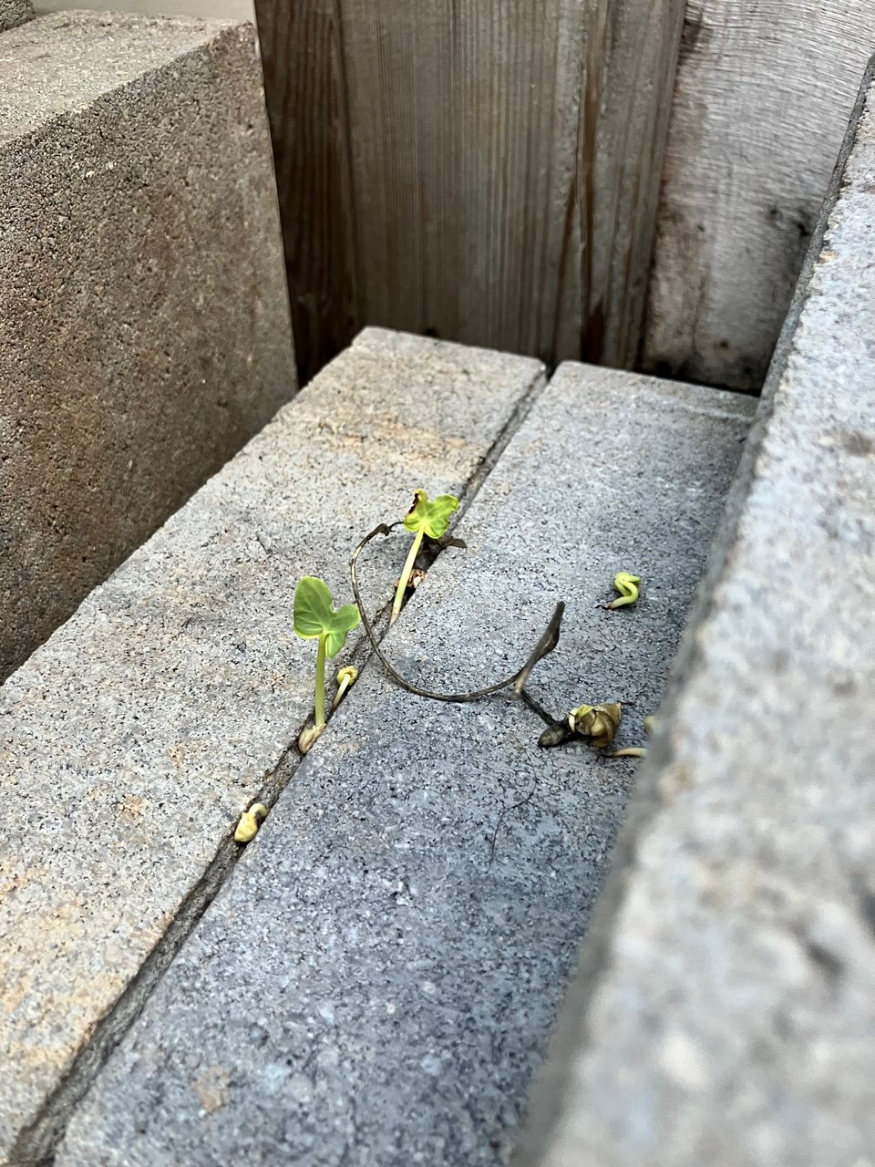 Two morning glory seedlings push out from a crack between two stones.