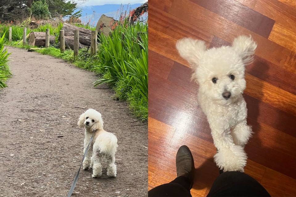 Two photos of the same white dog, looking back at the camera on a rustic trail, and leaping upward from a wooden floor