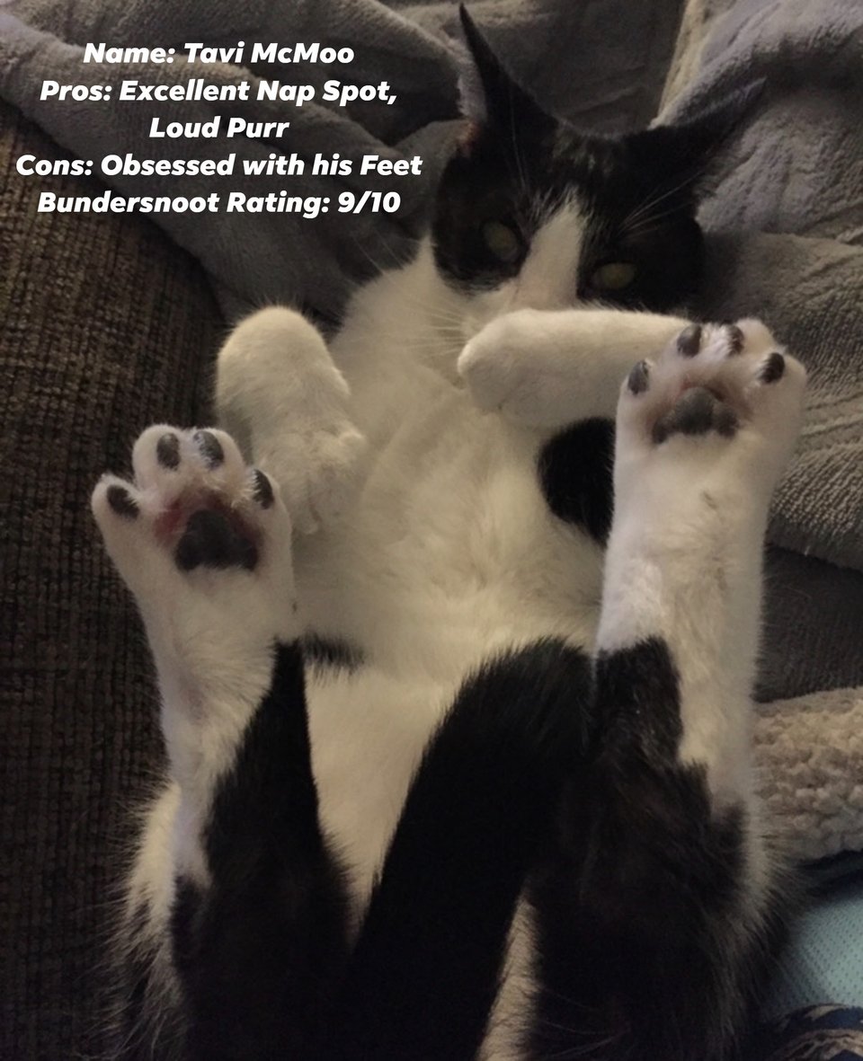 Image of a cow cat displaying his toe beans with the text: Name: Tavi McMoo Pros: Excellent Nap Spot, Loud Purr Cons: Obsessed with his Feet Bundersnoot Rating: 9/10