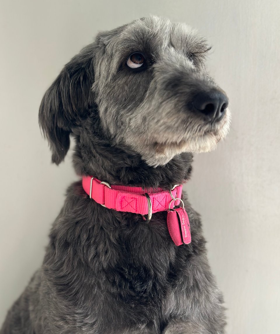 Photo of gray aussiedoodle with a pink collar against a white background. She is looking up has an adorable expression