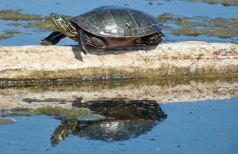 A painted turtle stretches out in appreciation of spring warmth on one of our increasingly brighter days. We know the feeling! / Photo by Bruce Ause