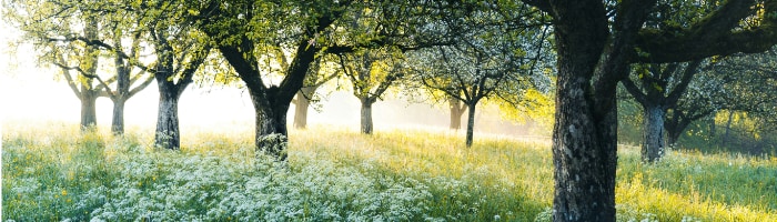 trees in a field, with sunlight streaming through grass and flowers
