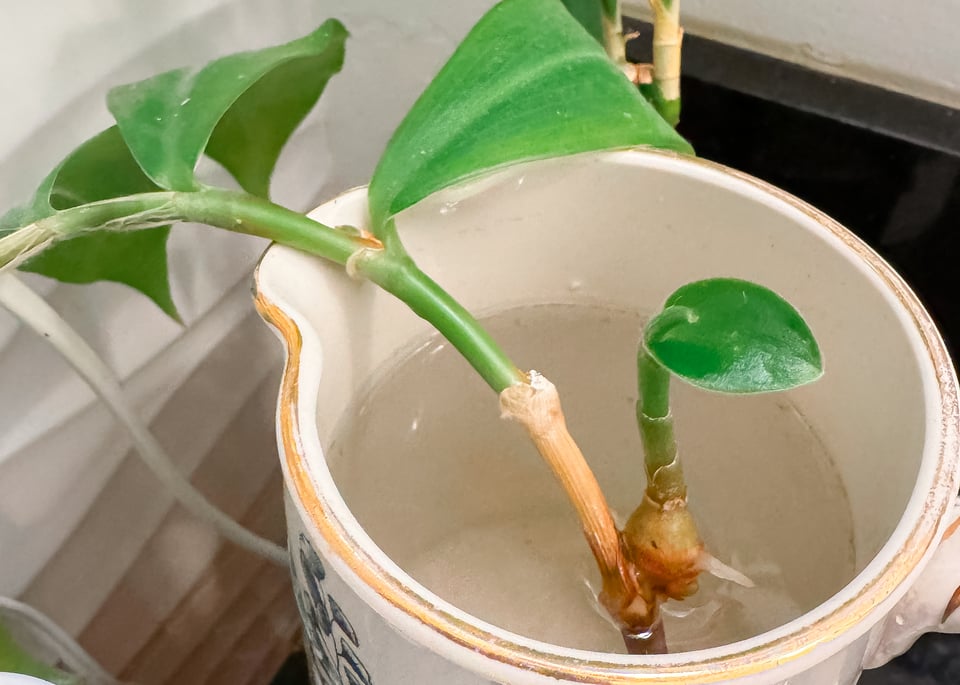 a cutting of a spiral ginger, with a baby rhizome and leaf