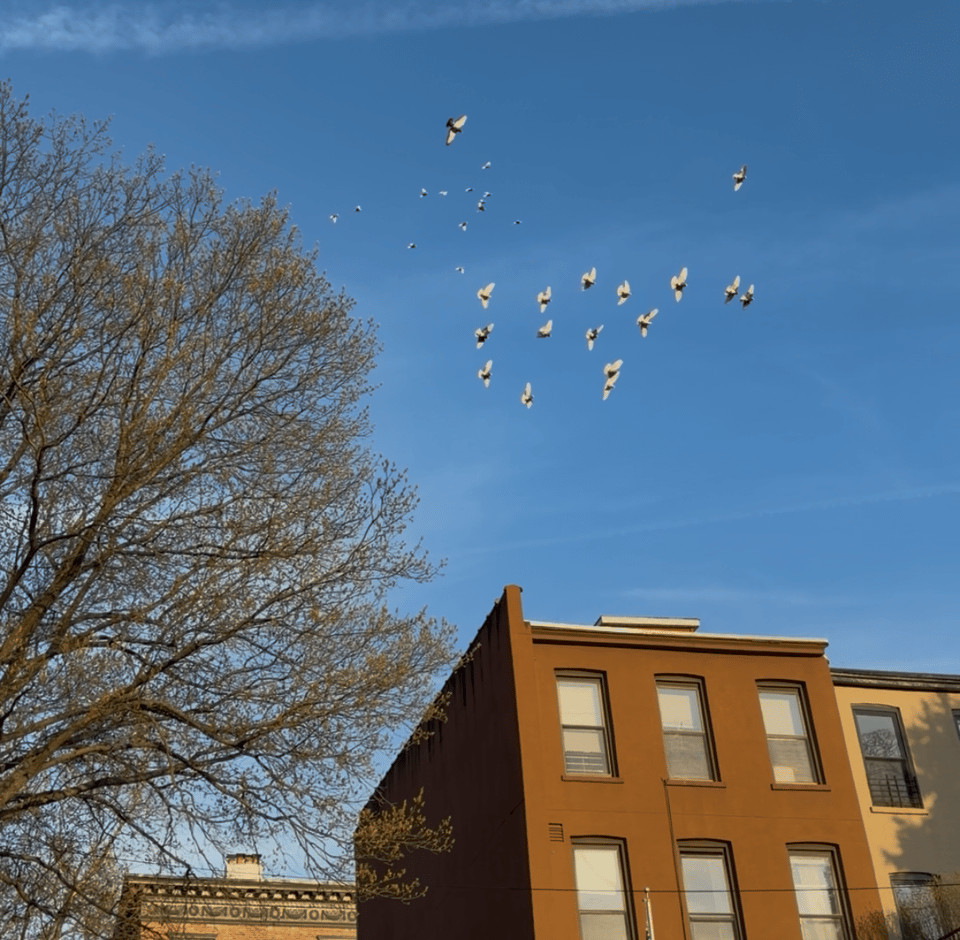 a flock of pigeons flying in a circle against a blue sky over a brownstone