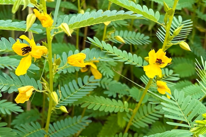 This week: Partridge Pea Improves Soil