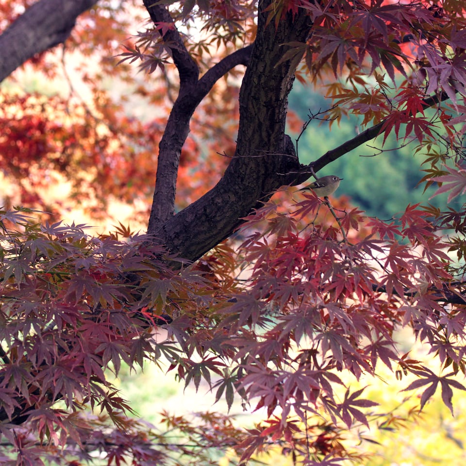 A vibrant, autumnal photograph of a small bird perched on a red Japanese maple tree, looking as if it's bracing itself against the wind or staring at something in a determined way.