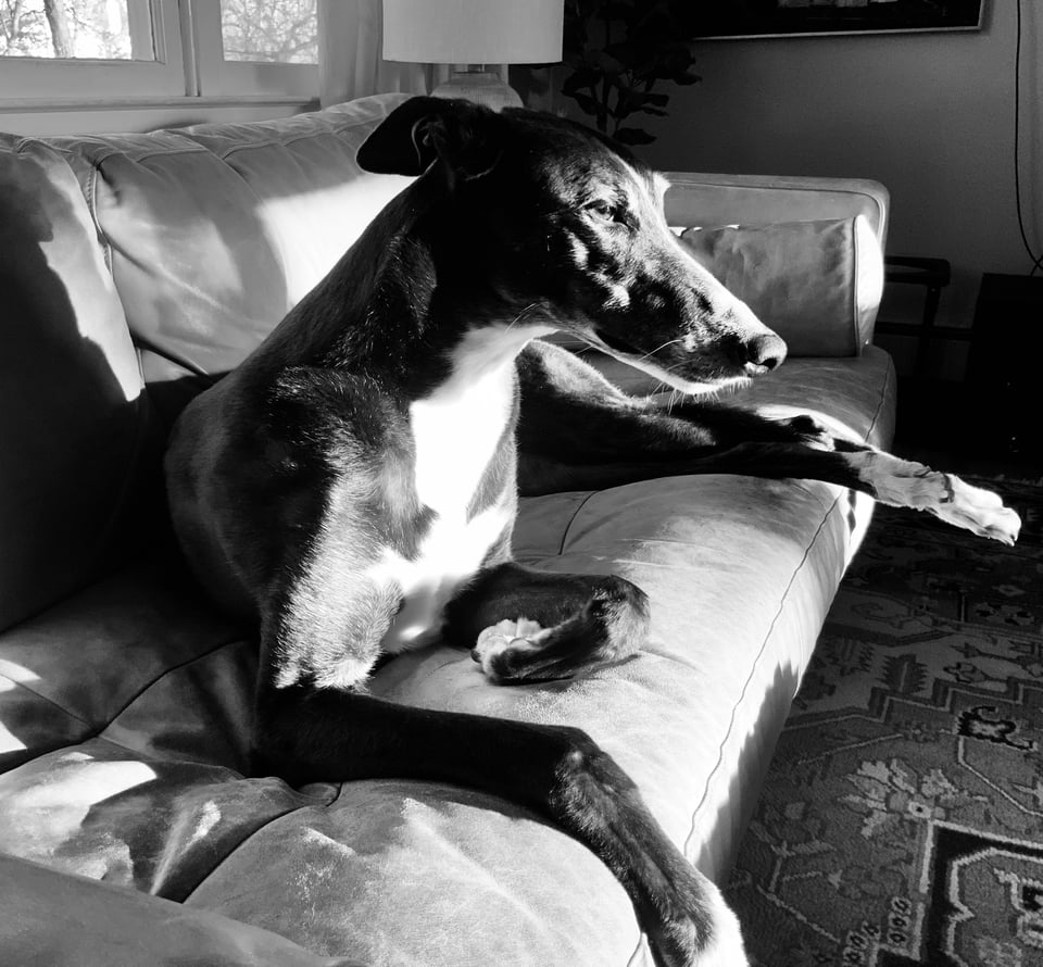 b/w photo of b/w greyhound on a sofa in late afternoon sun