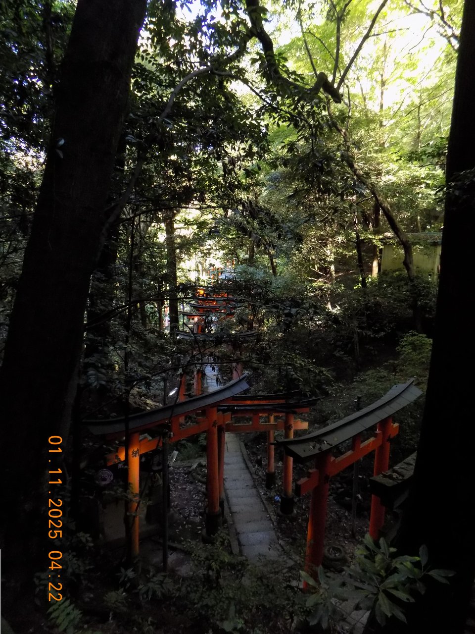 A photograph in Fushimi Inari in Kyoto, Japan. The photograph is taken from a height, looking down on a stone slab path lined with red Tori gates. There are tall trees which are dark in the foreground, with the sun shining brightly on the leaves of the trees further away.