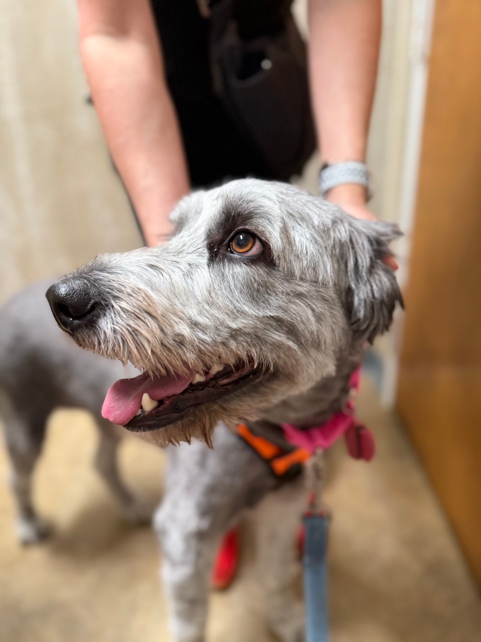 photo of a gray aussiedoodle standing in semi-profile, tongue slightly out, looking a little worried, because she's in a vet's office