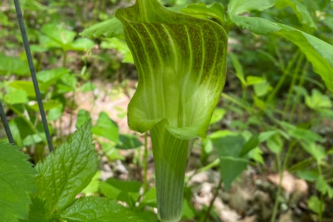 Jack-in-the-Pulpit