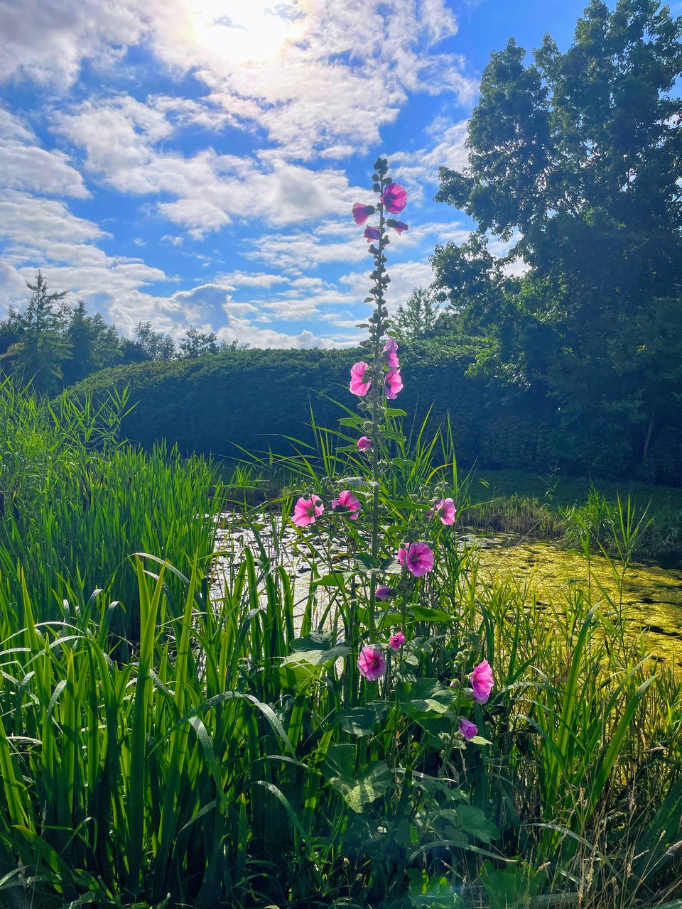 Pink flowers in the middle of reeds in front of a pond with blue sky filled with puffy clouds in the background.