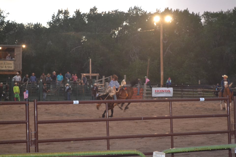 A rodeo arena. A bay bronc is in mid buck, doing his best to dislodge the cowboy.