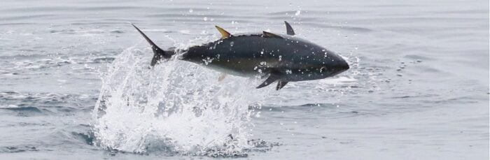 A large bluefin tuna leaps clear of the water