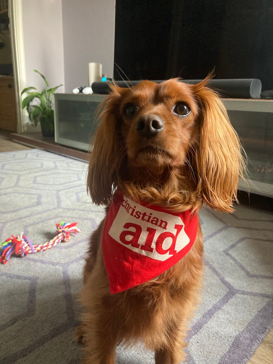 A lovely dog in a neckerchief.
