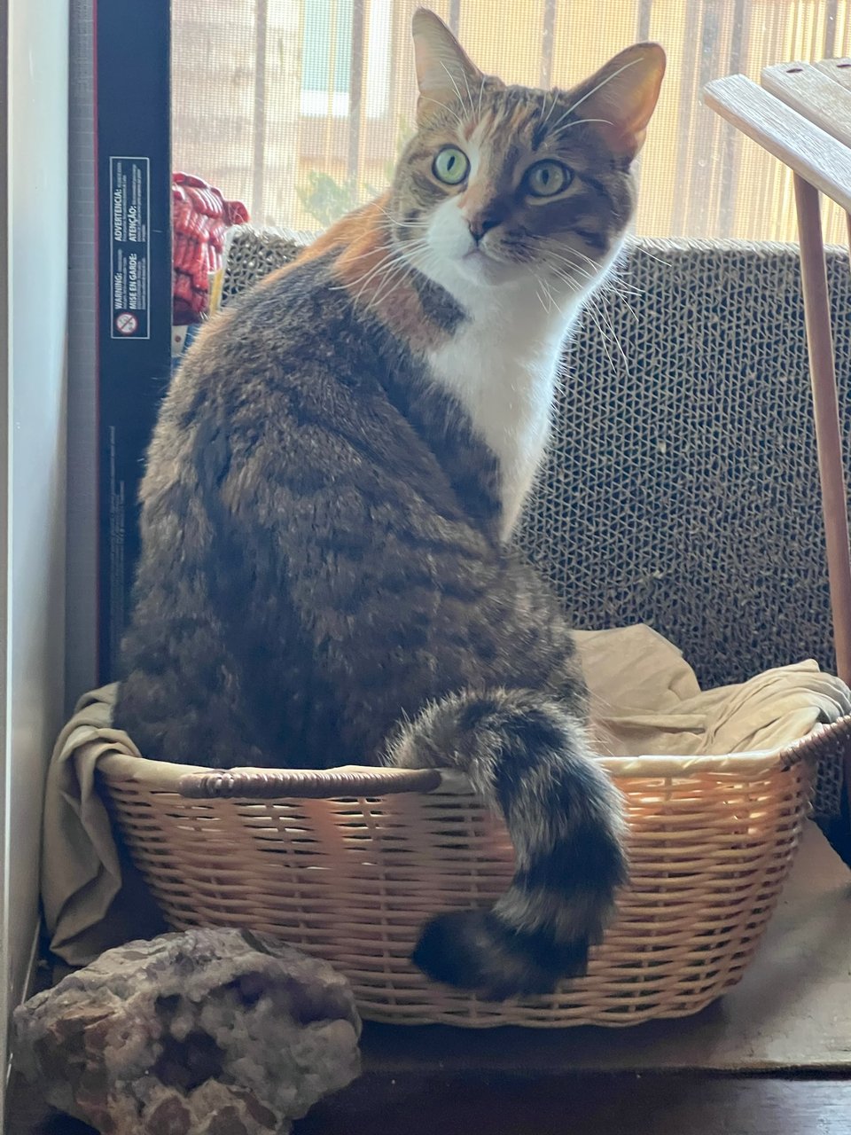 Nadja, our brown, black, white, and a little orange calico cat is sitting looking at us in a cat bed basket, with her tail leisurely hanging over the side. She's very cute.