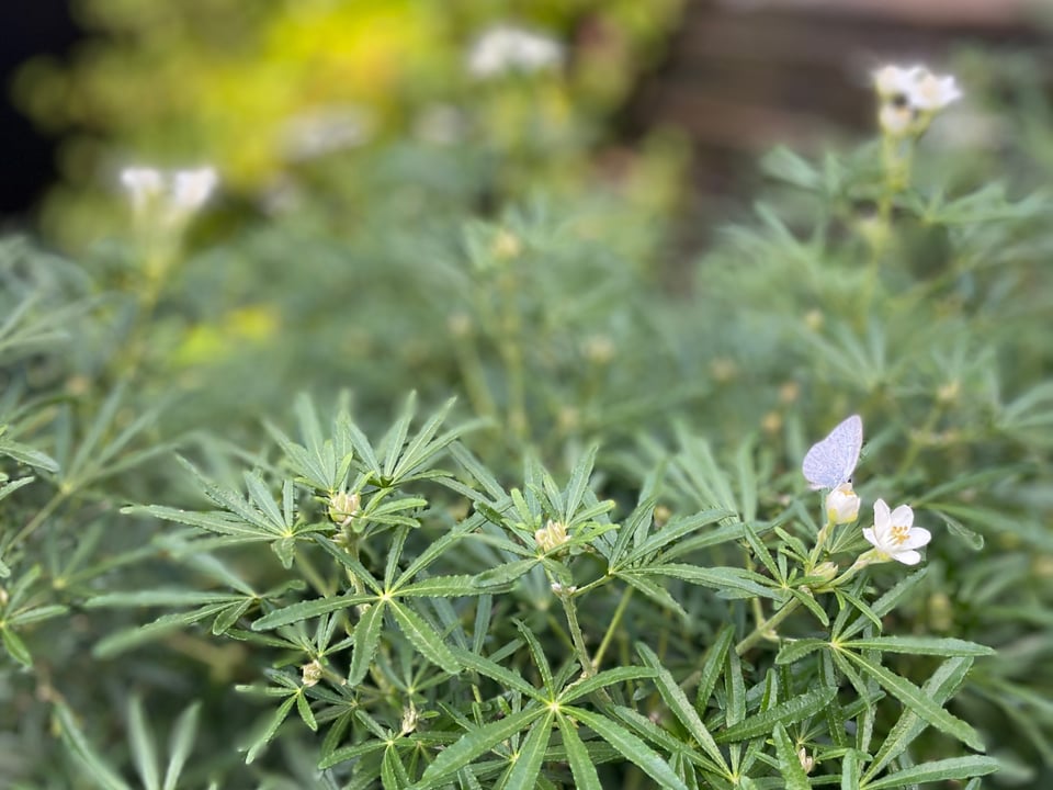 A light purple butterfly has landed on a white flower of a bush with lots of green long slender leaves.