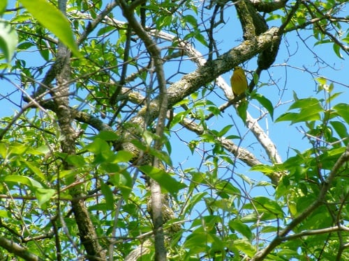 a yellow warbler half-hidden in branches and foliage. it's a small bright yellow songbird with dark eyes and beak, with light chestnut streaking on its breast