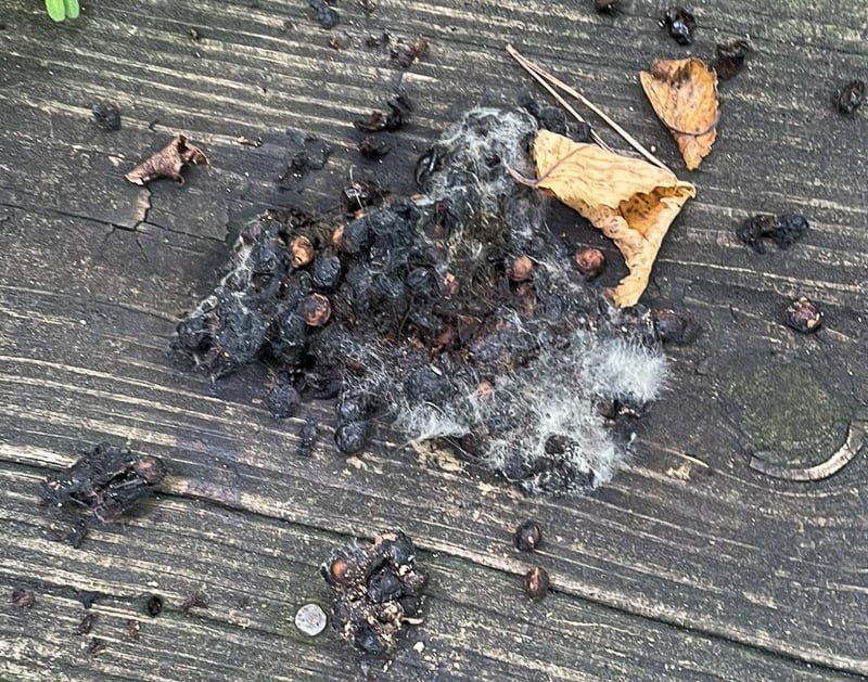 Raccoons are notoriously messy and often return to the same place to do their business, earning those places the name “raccoon latrines.” (Your newsletter editor regrets to say that the bases of her big maple trees qualify for that nasty label.) We hate to see one of those on a picnic table, in this case one at the Kruger campground in the Zumbro River bottoms, which is managed by Frontenac State Park staff. And OK, OK, we know, that’s quite enough photos of scat! / Photo by Amy Jay