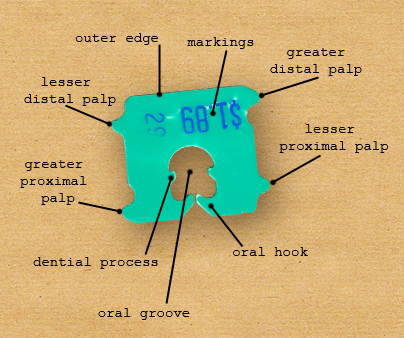 A photograph of a bread clip. It is green and plastic, with the number 29 printed on it, nearby the price $1.89. There are several written labels floating in the space around it, each one pointing to a different part of the clip, and claiming to identify that parts. You can immediately see that it is a sort of a joke – some of the parts labeled have fak-scientific-sounding names, like "lesser distal palp" and "greater distal palp."