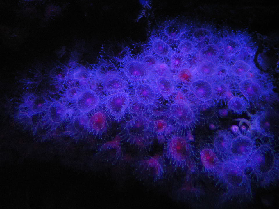 Anemones under a black light in a dark tank at the Monterey Bay Aquarium.