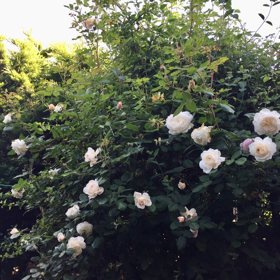 A thicket of white a pale pink roses are scrambling through small green trees. There's a golden honeysuckle too, and the sky behind is bright white. Image by Rowan Ambrose.