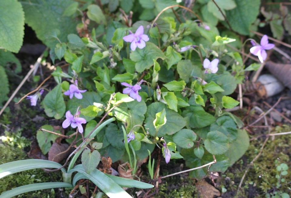 A clump of wood violets in full flower