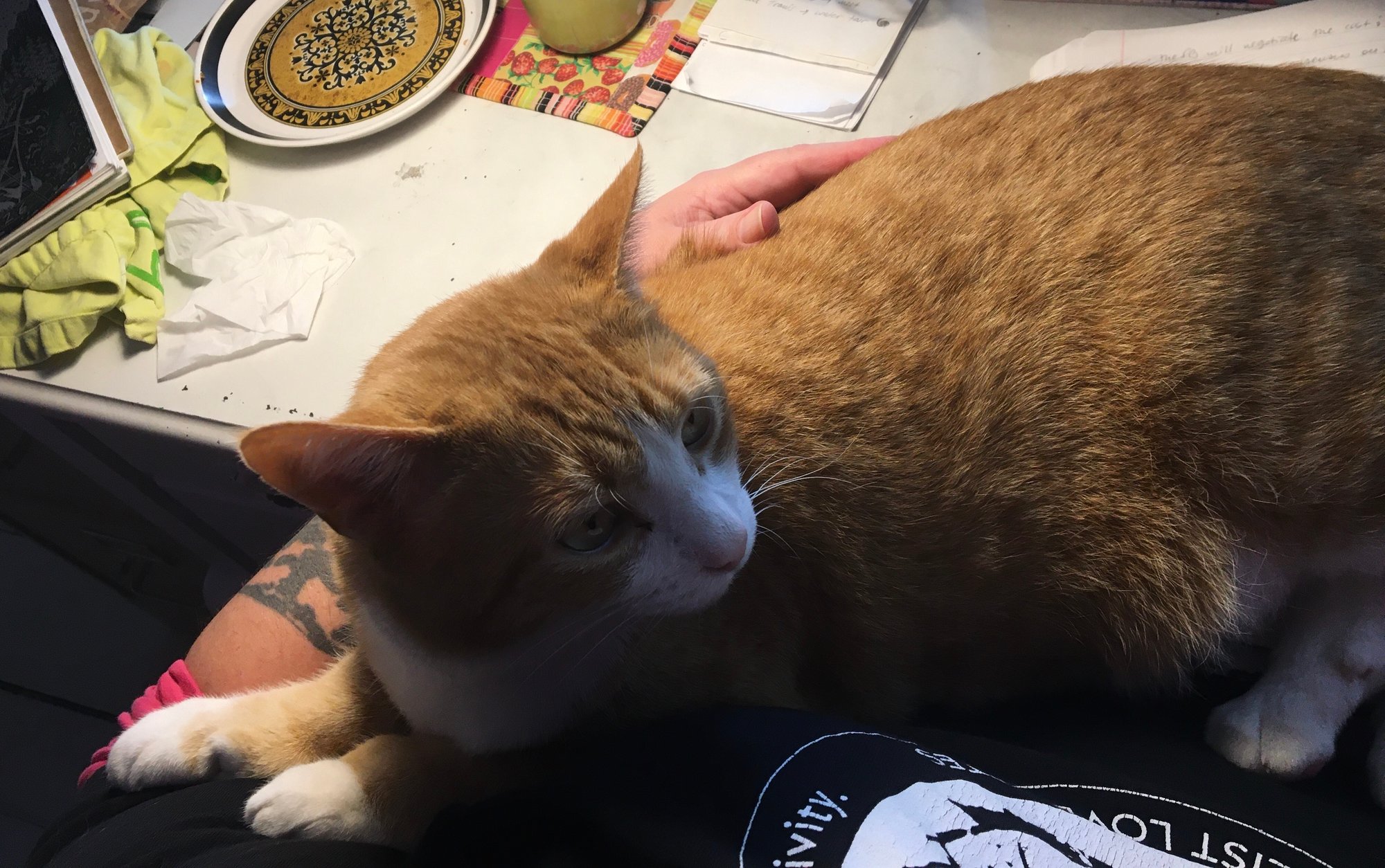 Wreck Your Own Adventure Newsletter 5-31-26: This Cat Digs Me