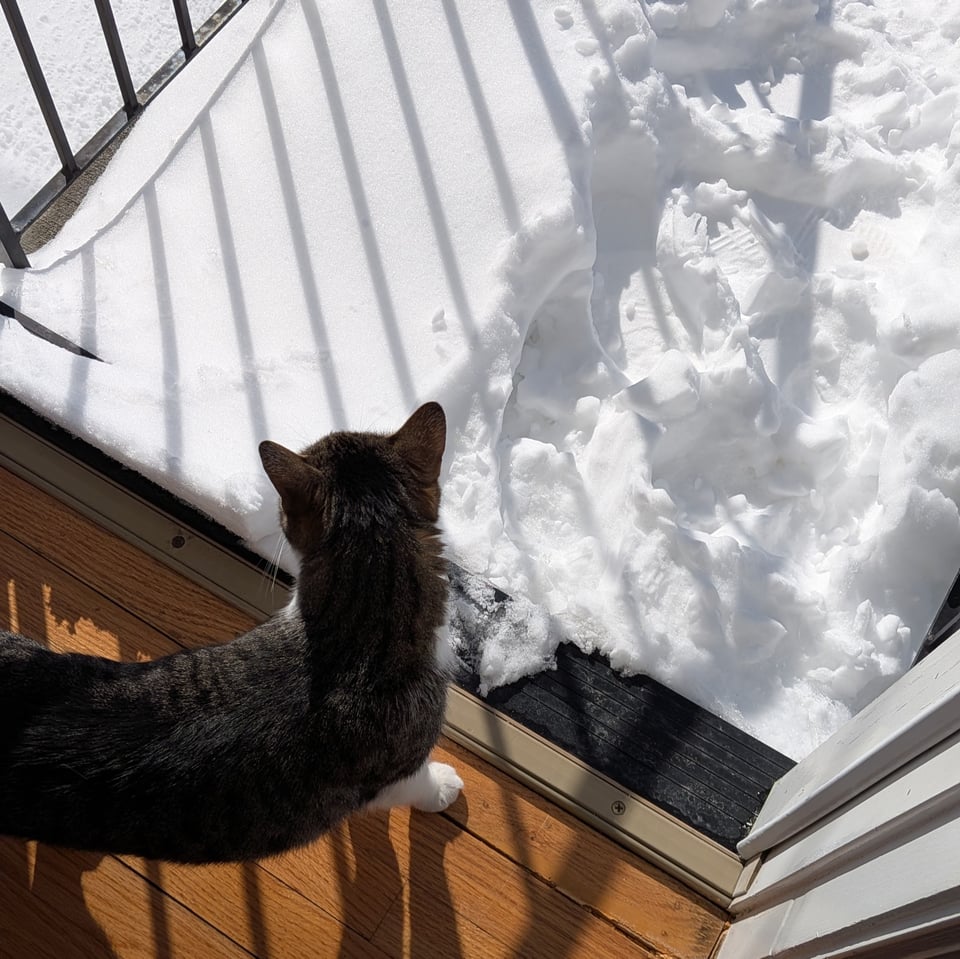 The photo is taken from above a cat, who is looking out the open door to all the snow that comes right up to the doorway. It is sunny and the cat wants to go out, but will not dare touch that white stuff.