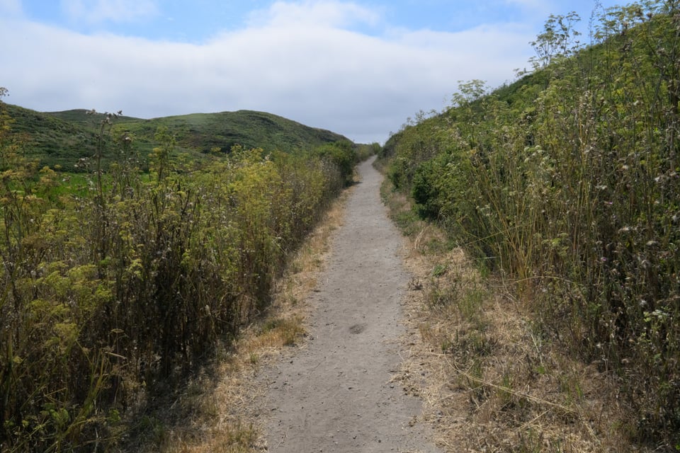 Trail through a coastal thicket of various grasses.