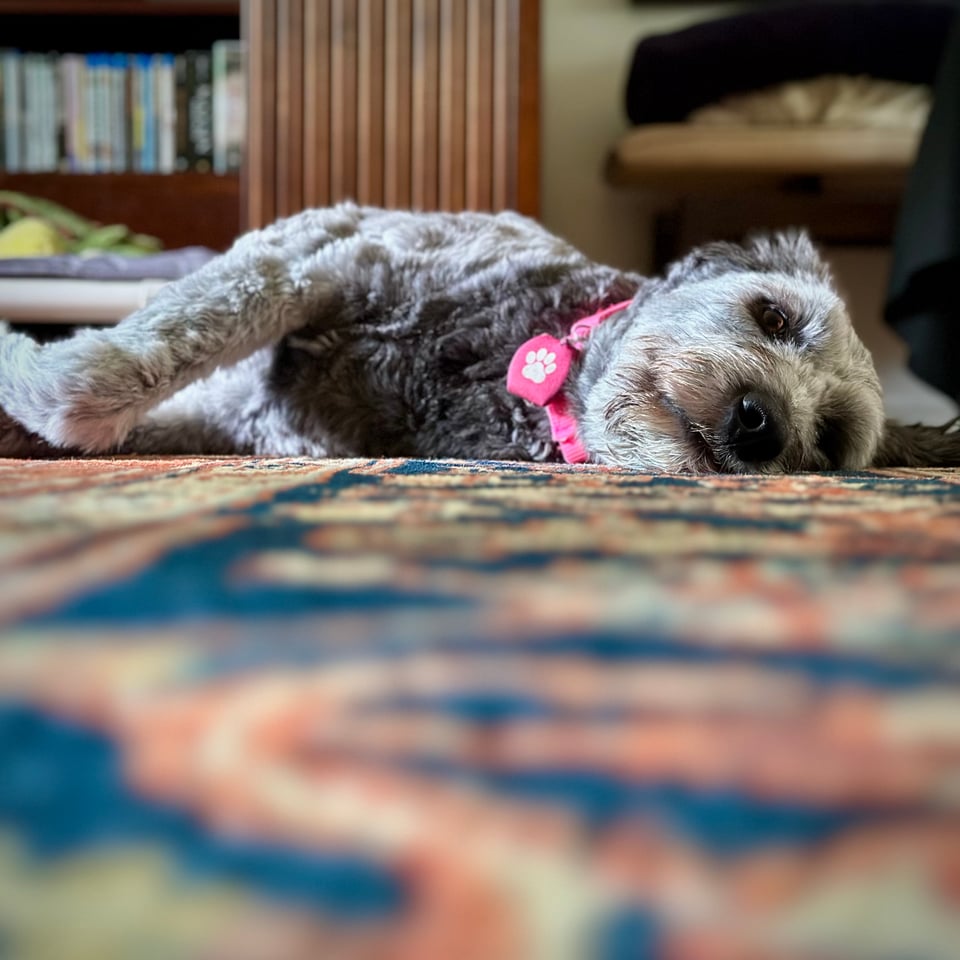 photo of gray aussiedoodle lying on her side, zonked out, with a patterned rug blurry in the foreground.