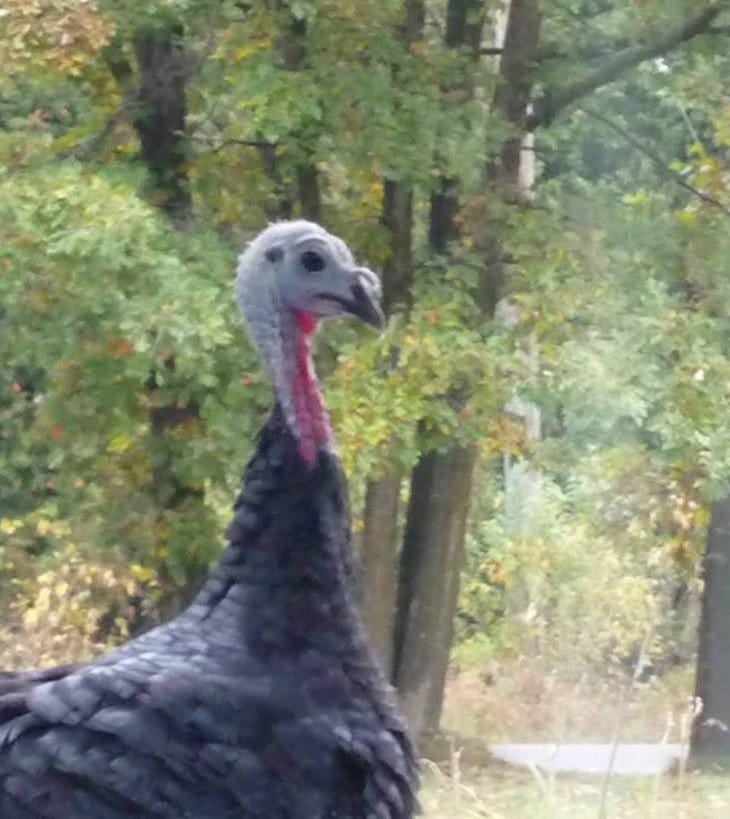 Turkey looking at camera