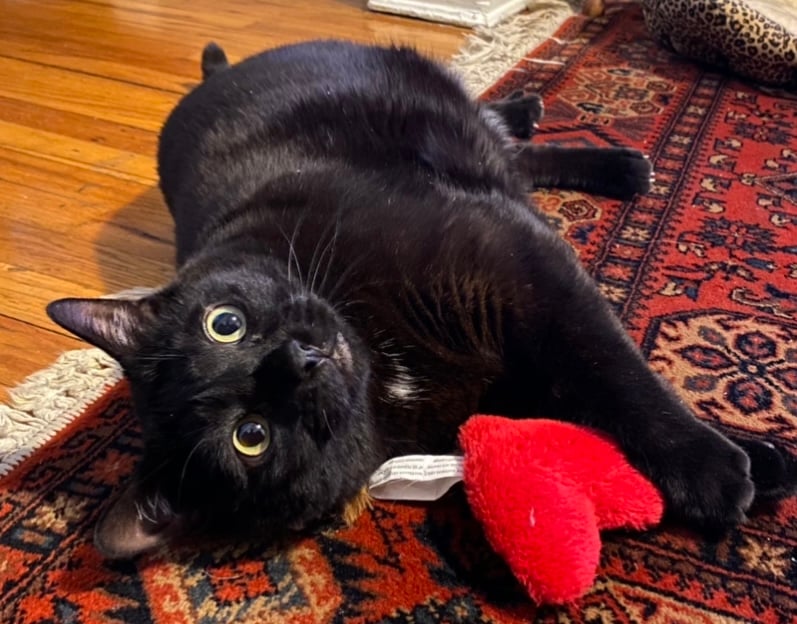 Adorable black cat lying with heart-shaped catnip toy