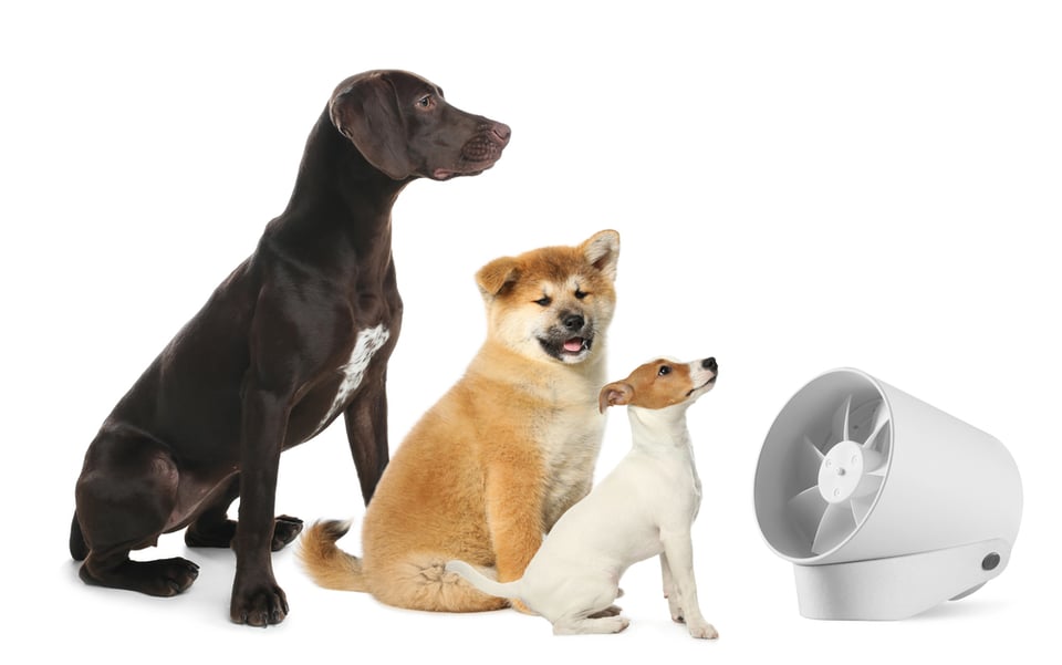 Three dogs of varying sizes sit in front of a blowing fan to keep cool