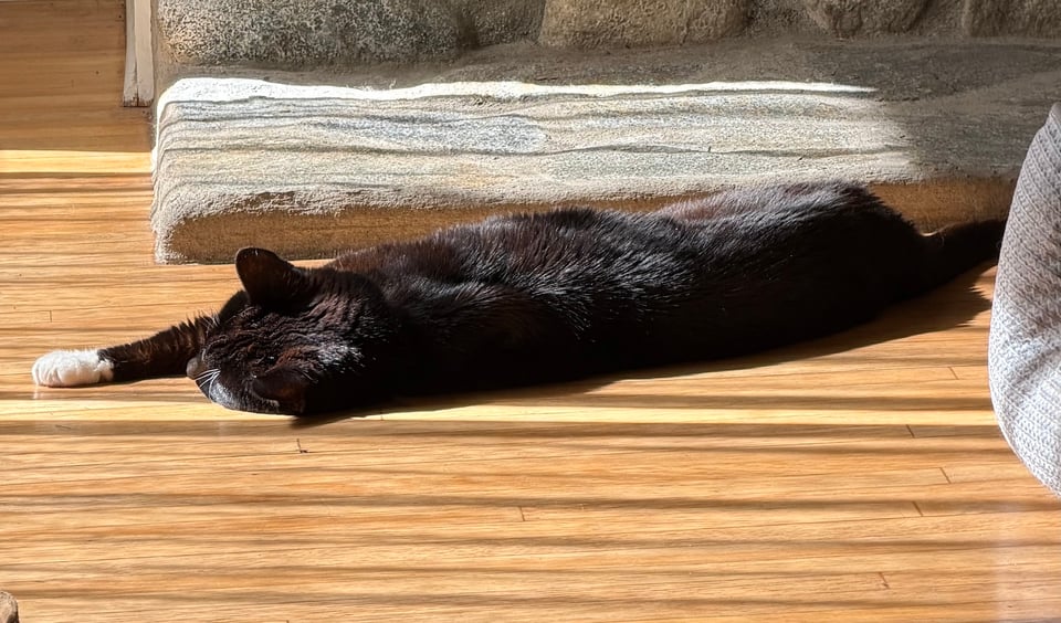 a tuxedo cat is stretched across a wood floor with a stone edge of a fireplace in the background